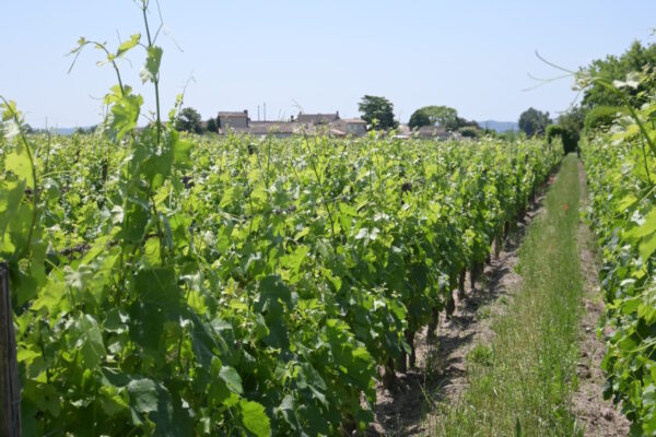 Weingut Chateau Arnaud de Jacquemeau
